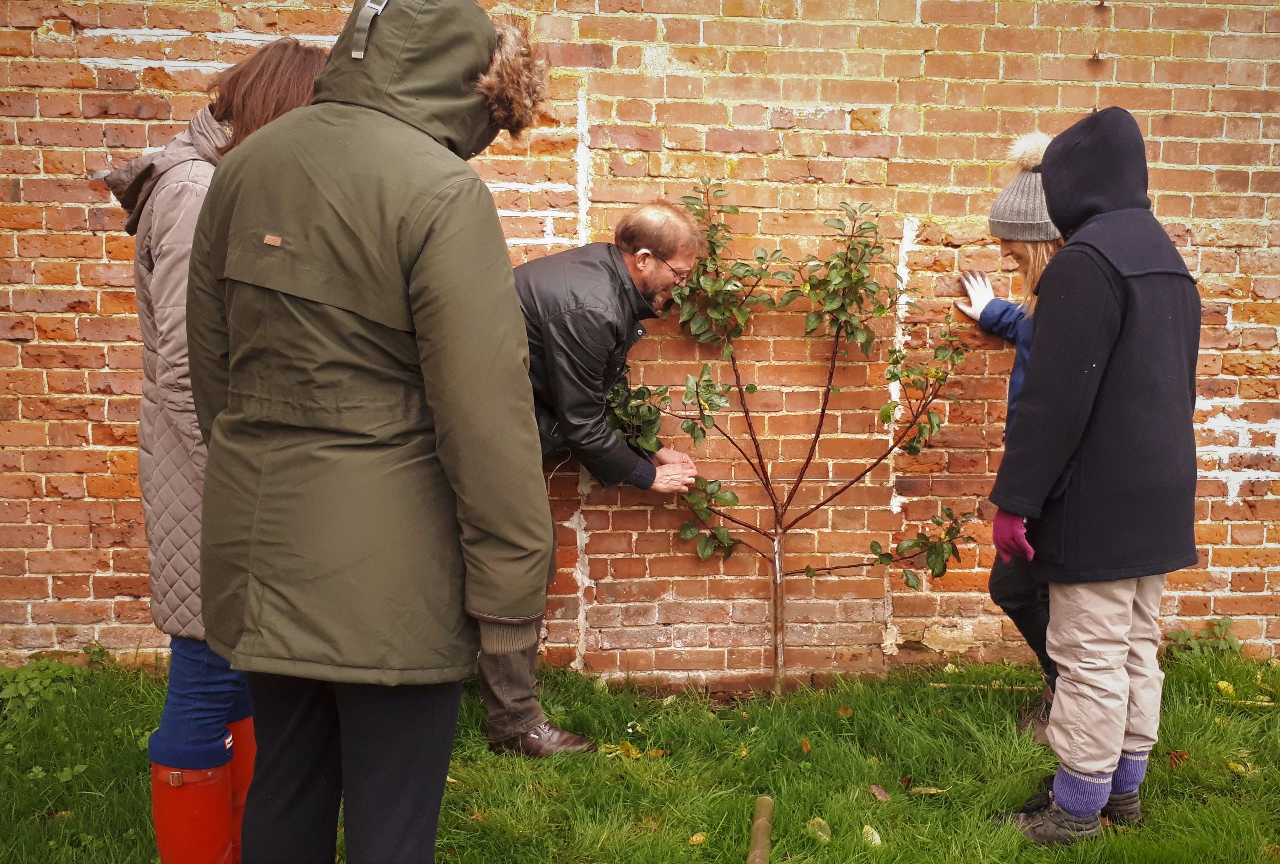 Looking after fruit trees